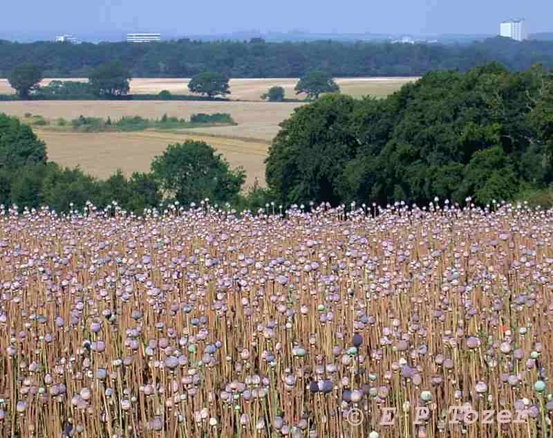 Poppy field, image  E.P.Tozer